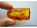 Lepidoptera, Moth and More. Fossil insects in Baltic amber #6816