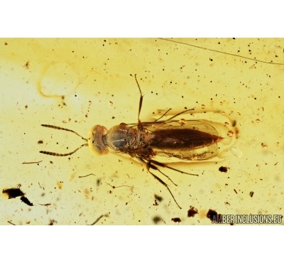 Hymenoptera,  Chalcid Wasp and Mammalian hair. Fossil inclusion in Baltic amber #6819
