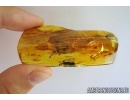 Mayfly, Leaf, Flower and More. Fossil inclusions in Baltic amber stone #6821