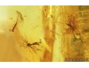 Mayfly, Leaf, Flower and More. Fossil inclusions in Baltic amber stone #6821