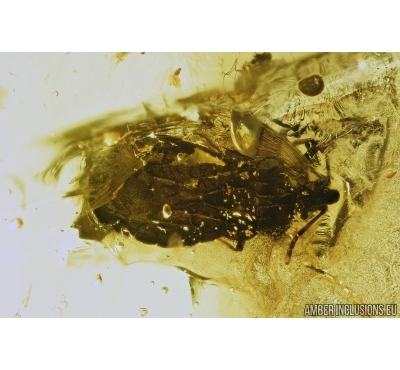 Rare Bug, Heteroptera, Aradidae. Fossil insect in Baltic amber #6825