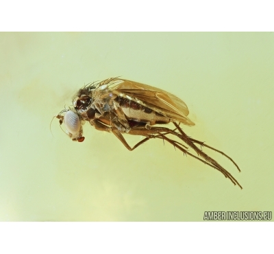 Very Nice Long-legged fly, Dolichopodidae. Fossil insect in Baltic amber #6827