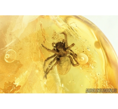 Spider, Araneae. Fossil inclusion in Baltic amber stone #6828