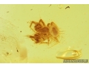 Four Spiders, Araneae. Fossil inclusions in Baltic amber stone #6829
