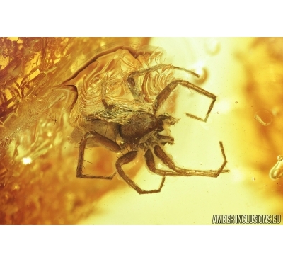 Nice spider, Araneae. Fossil inclusion in Baltic amber stone #6830