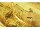 Spider, Beetle, Caterpillar case and More . Fossil inclusions in Baltic amber stone #6831