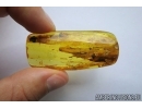 Spider, Beetle, Caterpillar case and More . Fossil inclusions in Baltic amber stone #6831