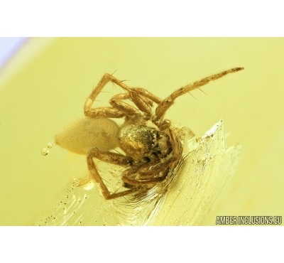 Nice Spider, Araneae. Fossil inclusion in Baltic amber stone #6832