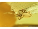 Nice Spider, Araneae. Fossil inclusion in Baltic amber stone #6832