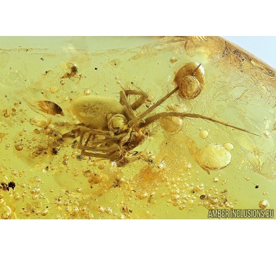 Big Spider, Cockroach, Leaf and More. Fossil inclusions in Baltic amber #6833