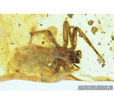 Big Spider with Mallophaga, Philopteridae! Fossil inclusions in Baltic amber stone #6834