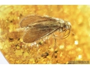 Trichoptera, Caddisfly. Fossil insect in Baltic amber #6836