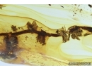 OAK FLOWERS ON TWIG. Fossil inclusion in Baltic amber #6838
