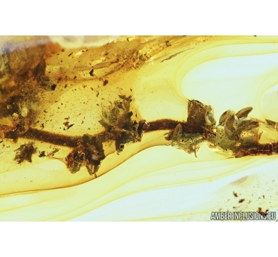 OAK FLOWERS ON TWIG. Fossil inclusion in Baltic amber #6838