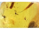 Caddisfly Trichoptera and Hundreds of Worms Nematoda. Fossil inclusions in Baltic amber #6839