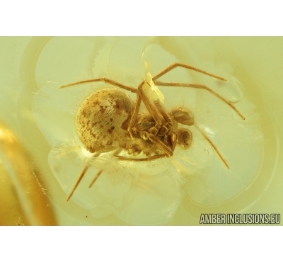 Spider, Araneae. Fossil inclusion in Baltic amber stone #6843