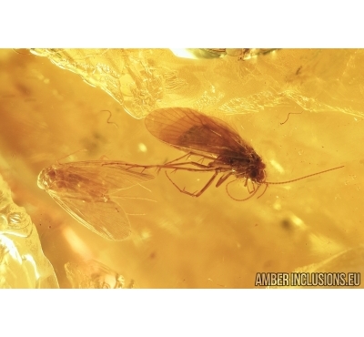 Two Caddisflies Trichoptera and Mayfly, Ephemeroptera. Fossil insects in Baltic amber #6844