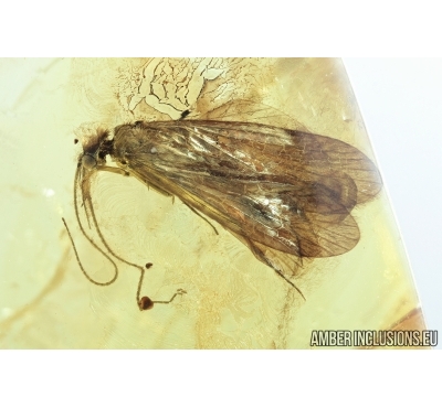 Trichoptera, Caddisfly. Fossil insect in Baltic amber #6845