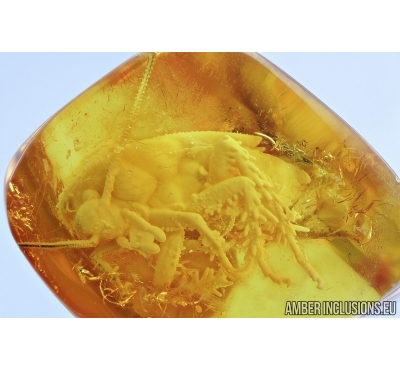 Big 18mm! COCKROACH, BLATTARIA. Fossil insect in Baltic amber #6848