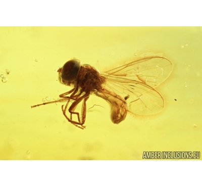 Very Nice Hover Fly, Syrphidae. Fossil insect in Baltic amber #6849