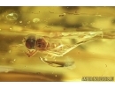 Very Nice Hover Fly, Syrphidae. Fossil insect in Baltic amber #6849