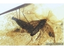 Very Rare Mosquito Culicidae Culex and Moth Lepidoptera.  Fossil insects in Baltic amber #6853