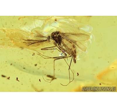 Extremely Rare Mosquito, Culicidae, Culex Coquillettidia adamowiczi sp. nov. Fossil insect in Baltic amber #6854