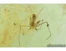 ARCHAEIDAE, PARADOXA, DAWN SPIDER. Fossil inclusion in Baltic amber #6855