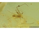ARCHAEIDAE, PARADOXA, DAWN SPIDER. Fossil inclusion in Baltic amber #6855
