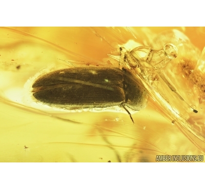 Elateridae, Click beetle. Fossil inclusion in Baltic amber #6862