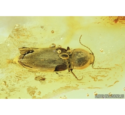 Elateridae Click beetle and Hymenoptera Wasp. Fossil inclusions in Baltic amber #6864