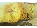 Five Marsh beetles Scirtidae, Spider and Ant . Fossil inclusions in Baltic amber #6865