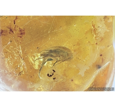 Mordellidae, Tumbling Flower Beetle in Spider Web. Fossil inclusion in Baltic amber #6867