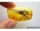 PSOCOPTERA, PSOCID. Fossil insect in Baltic amber #6872