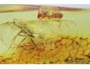 Miridae, True Bug and Gnat. Fossil insects in Baltic amber #6873