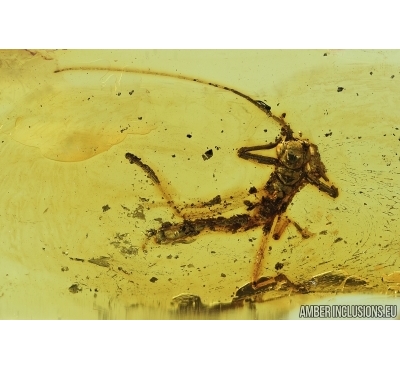 Walking stick, Phasmatodea. Fossil inclusion in Baltic amber #6874