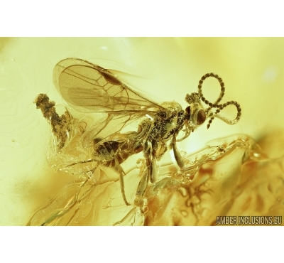 Hymenoptera,  Braconidae, Wasp. Fossil insect in Baltic amber #6875