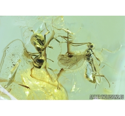Hymenoptera, Ichneumonidae, Wasp and Ant. Fossil inclusions in Baltic amber #6876
