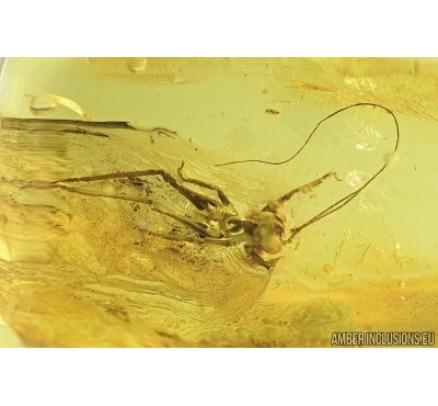 CRICKET, ORTHOPTERA. Fossil insect in Baltic amber. #6879