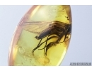 Empididae, Dance fly. Fossil insect in Baltic amber #6882