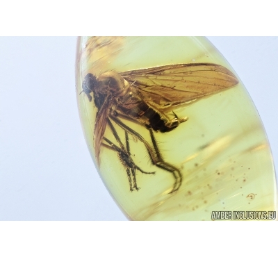 Empididae, Dance fly. Fossil insect in Baltic amber #6882