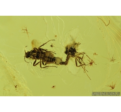 Ceratopogonidae, Biting midges mating (Copula). Fossil insect in Baltic amber #6884