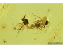 Ceratopogonidae, Biting midges mating (Copula). Fossil insect in Baltic amber #6884