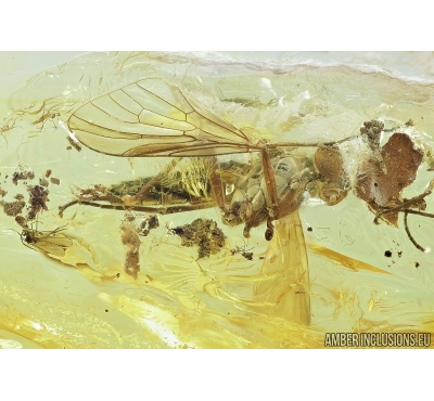 Big Snipe Fly, Rhagionidae, Myriapoda, Polyxenidae and Nice Leaf. Fossil insects in Baltic amber #6885