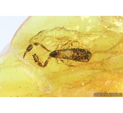 Pseudoscorion and Hymenoptera Ichneumonidae Wasp. Fossil inclusions in Baltic amber #6886