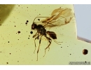 Pseudoscorion and Hymenoptera Ichneumonidae Wasp. Fossil inclusions in Baltic amber #6886