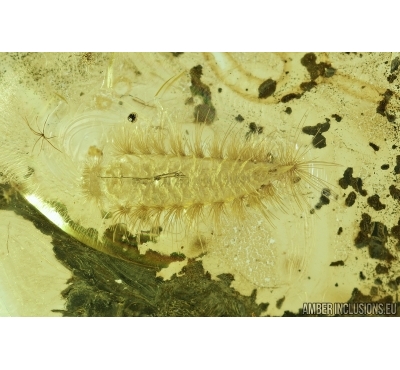 MYRIAPODA, POLYXENIDAE EXUVIA. Fossil insect in BALTIC AMBER #6888