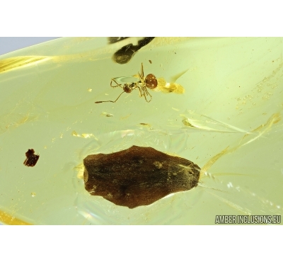 Leaf and Ant. Fossil inclusions in Baltic amber #6891