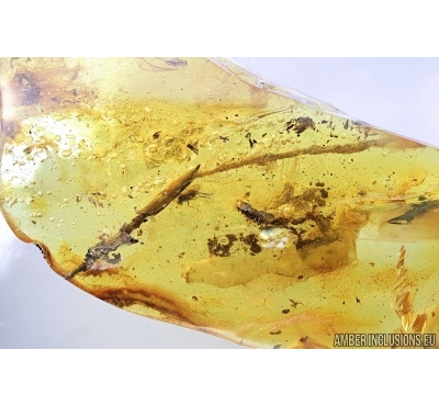 Long Leaf and Fly. Fossil inclusions in Baltic amber #6894