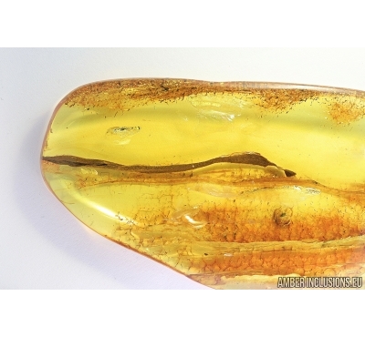 Long 42mm Leaf and Beetle. Fossil inclusions in Baltic amber #6895